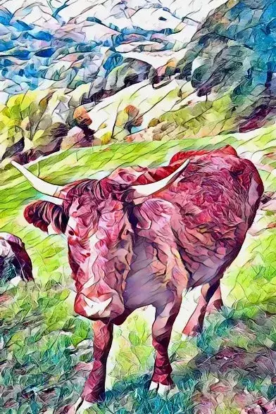 Vache Salers dans les paysages du Cantal