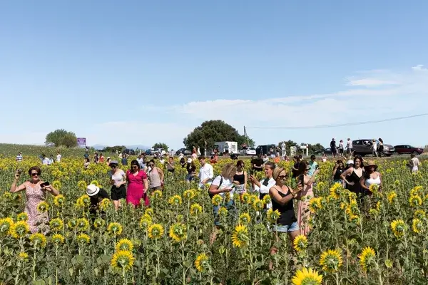 Foule de touristes dans un champ de tournesols, par Natacha de Mahieu