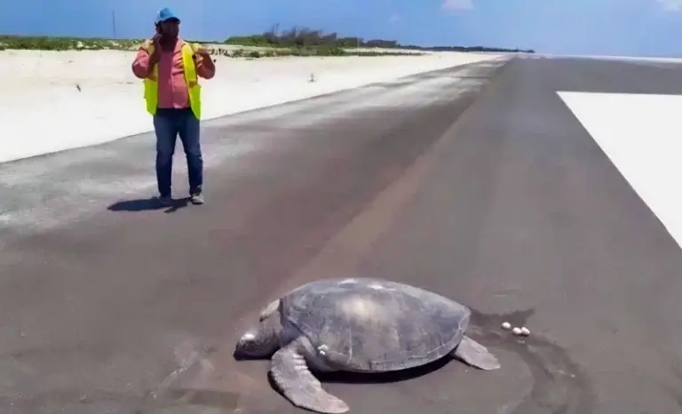 PSur cette île des Maldives, les tortues vertes déposent leurs oeufs sur le goudron de l'aéroport, jadis lieu de ponte.